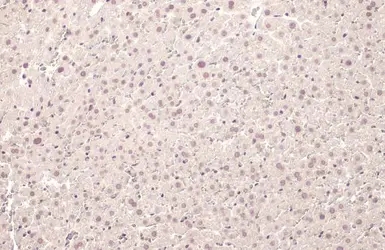 U2AF65 antibody [HL1583]