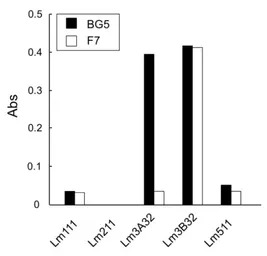 Laminin alpha 3A antibody [BG5