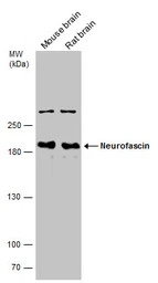 Neurofascin antibody