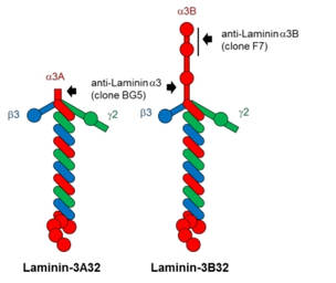 Laminin alpha 3B antibody [F7]