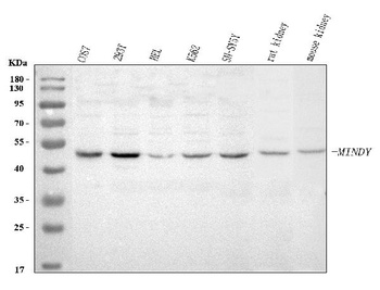 Anti-MINDY3 Antibody 抗体，orb178