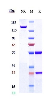 Anti-Shiga toxin (E.coli) Refe