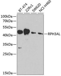 RPH3AL antibody