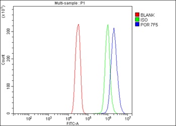 POR Antibody (monoclonal, 7F5)