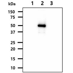 NSE antibody [AT17D10]