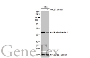 Nucleobindin 1 antibody [HL253