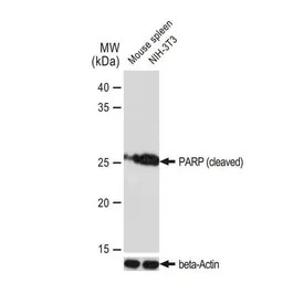PARP (cleaved) antibody [GT118