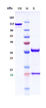 Anti-PCSK9 Reference Antibody 