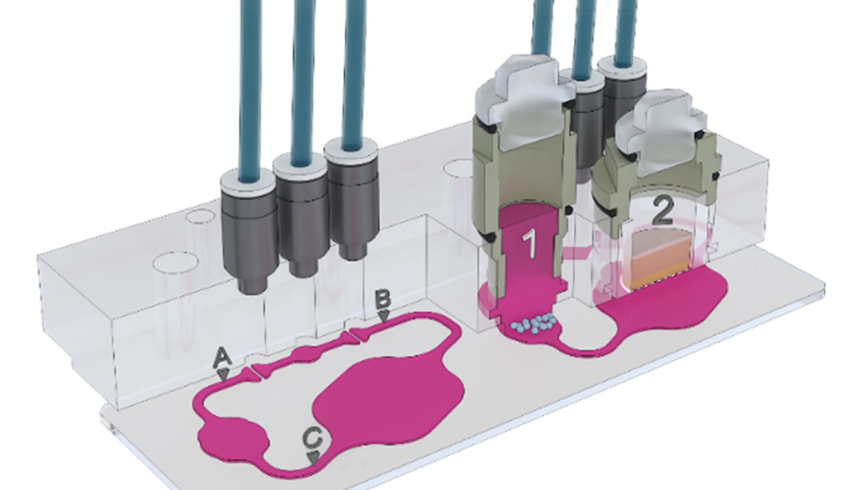 多个类器官串联共培养在疾病模型研究中的意义