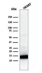 Cytochrome C antibody [CYCS/10