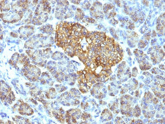 HSP60 antibody [GROEL/730]