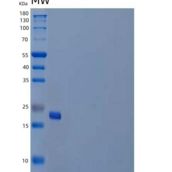 人胎盘催乳素/CSH1重组蛋白C-6His