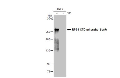RPB1 CTD (phospho Ser5) antibo