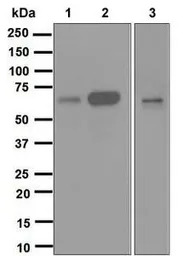 CDC25B antibody [EPR3459(2)]
