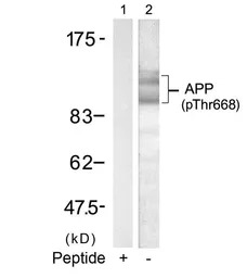 APP (phospho Thr668) antibody