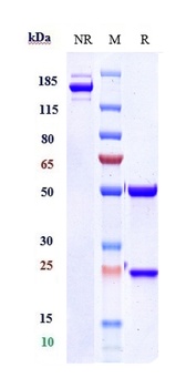 Anti-IL-15 Reference Antibody 