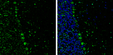 p130Cas antibody [GT331]