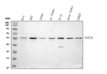 Anti-NAP1L1 Antibody 抗体，orb178