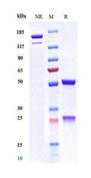 Anti-IL-13 Reference Antibody 