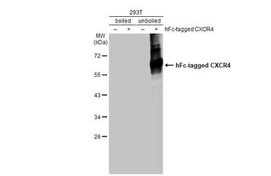 CXCR4 antibody [HL2612]