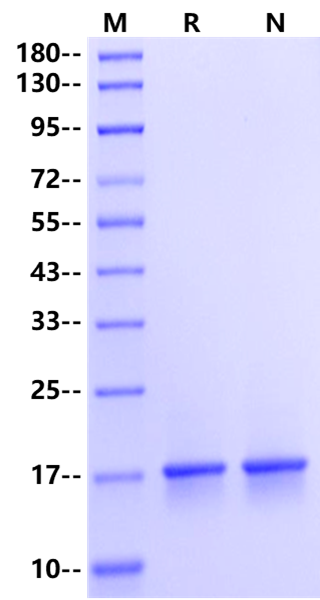 Recombinant Human FGF-10 Prote