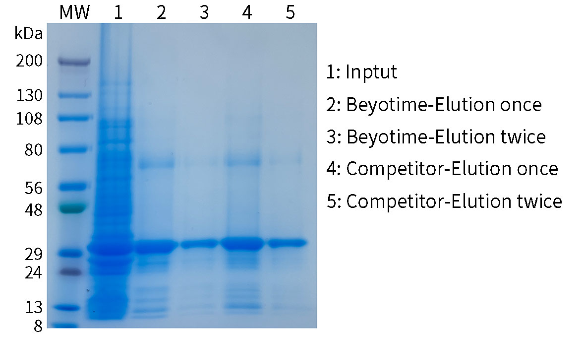 BeyoMag™ His标签蛋白纯化琼脂糖磁珠(NTA-Ni