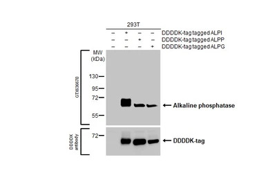 Alkaline phosphatase (intestin