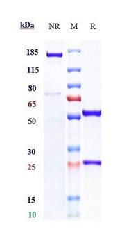 Anti-CD4 Reference Antibody 抗体