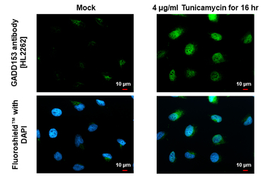 GADD153 antibody [HL2262]
