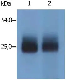 NTAL antibody [PAb (487)]