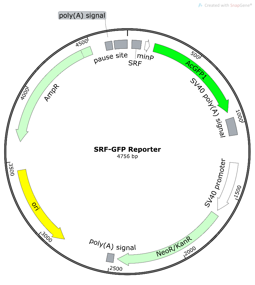 SRF-GFP报告基因质粒