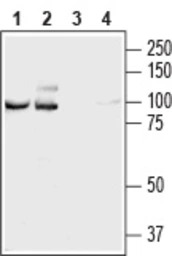 NCAM2 antibody