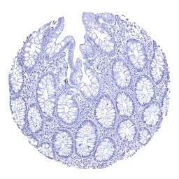 Androgen Receptor antibody [MS