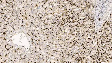 CD13 antibody [38C12]