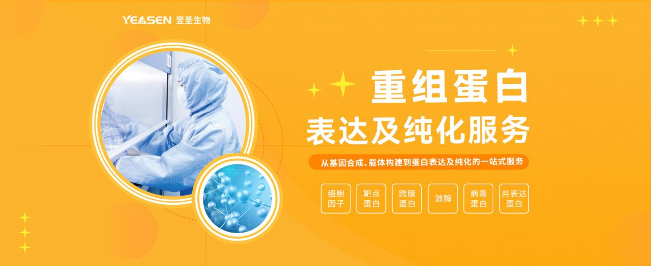 重组蛋白表达及纯化定制服务