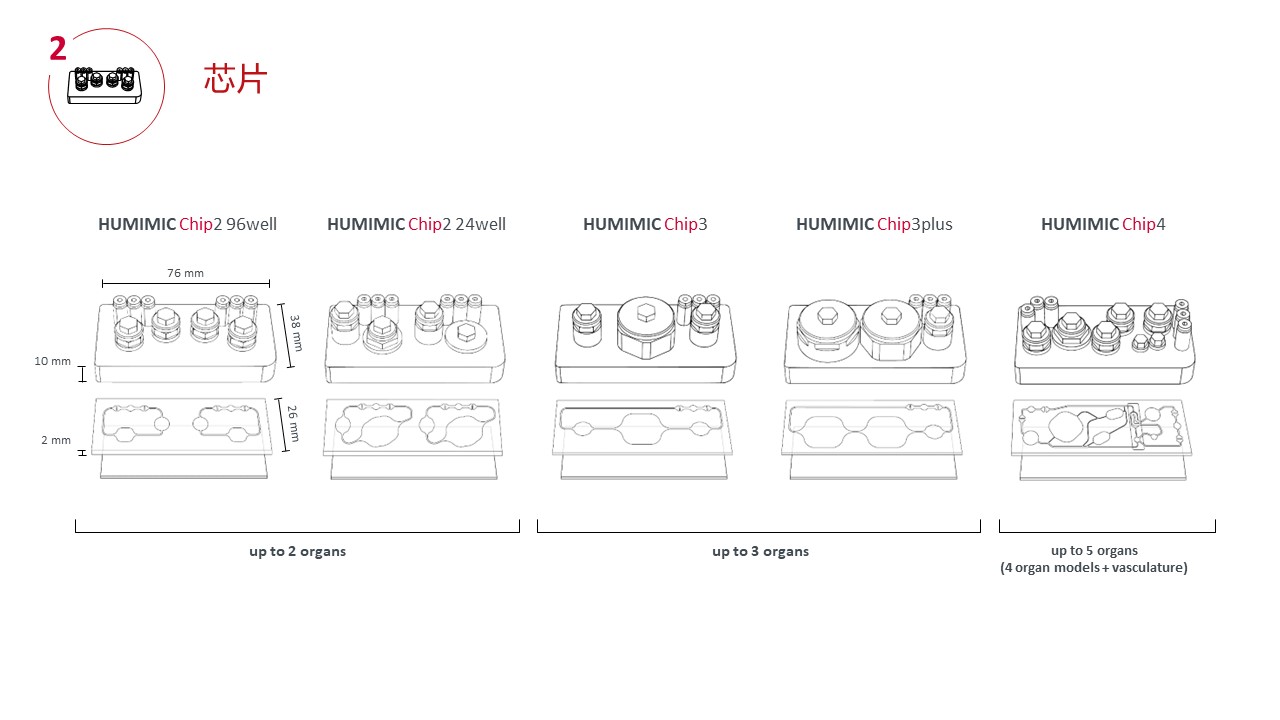 多类器官串联芯片培养技术