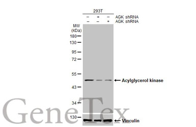 Acylglycerol kinase antibody [