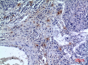 CD300f antibody