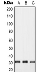 GJB5 antibody