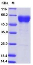 Human Fas protein, human IgG F