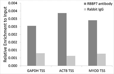 RbAp46 antibody