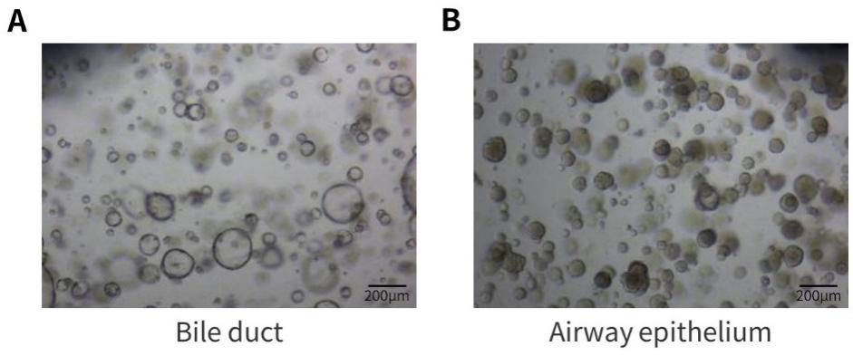 Matrix-Gel™基质胶(标准型,含酚红)