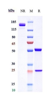 Anti-CD4 Reference Antibody 抗体