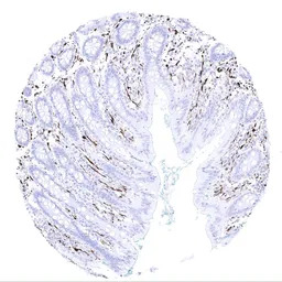 S100 beta antibody [MSVA-490R]