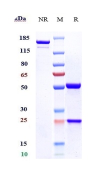 Anti-B7-H3 / CD276 Reference A
