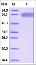 Human ILT-4 protein, His tag (