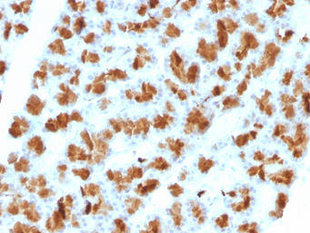 Elastase 3B antibody [CELA3B/1