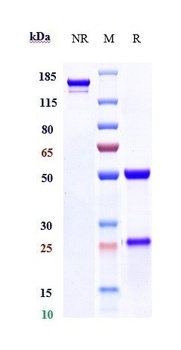 Anti-SLC1A5 / ASCT2 Reference 