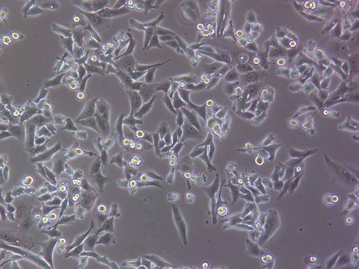 SK-HEP-1细胞图片