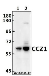 CCZ1 + CCZ1B antibody